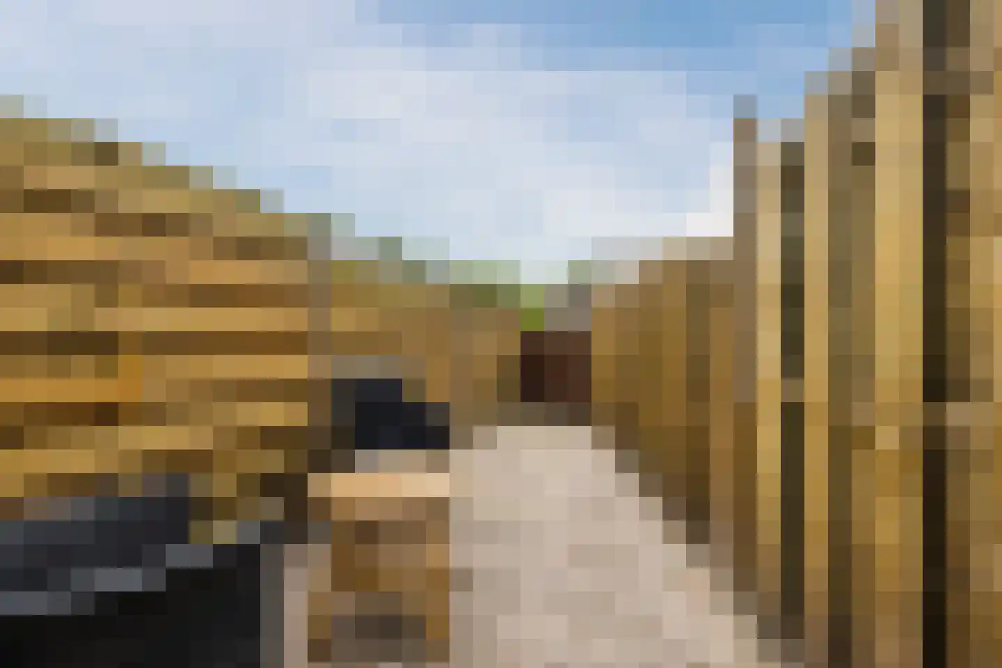 Bladmos 5 Bergschenhoek thumbnail 28