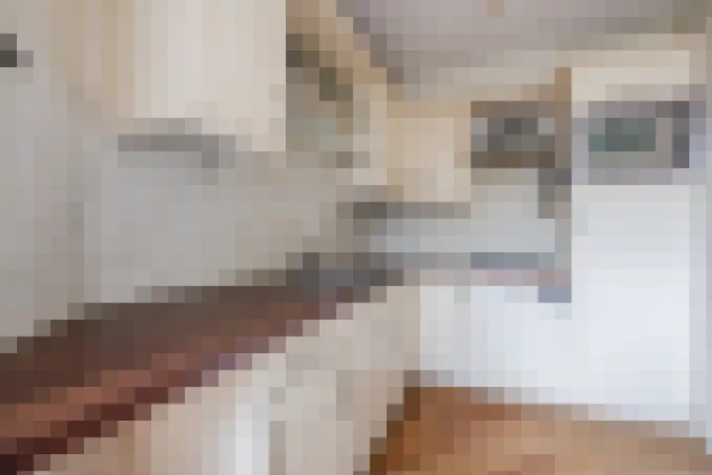 Bladmos 5 Bergschenhoek thumbnail 9