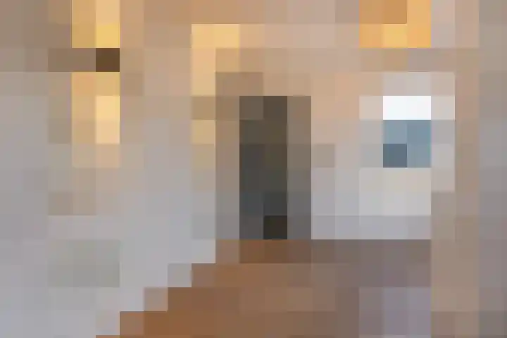 Blankensteijn 4 Hedel thumbnail 10