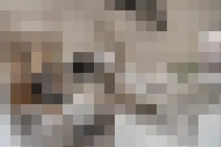 Blankensteijn 4 Hedel thumbnail 15