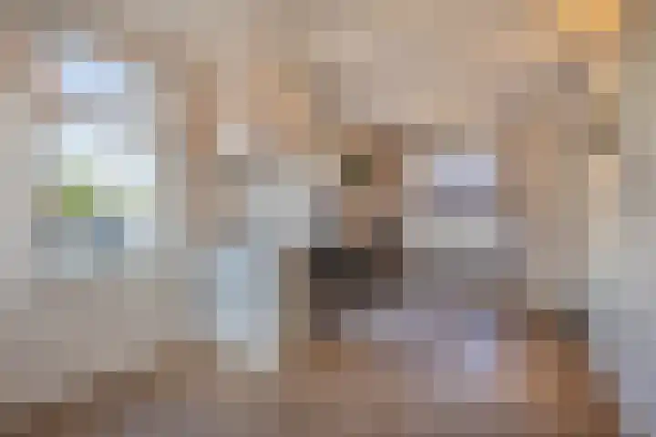 Blankensteijn 4 Hedel thumbnail 9