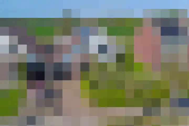 Blankenstrjitte 32 Kollumersweach thumbnail 49