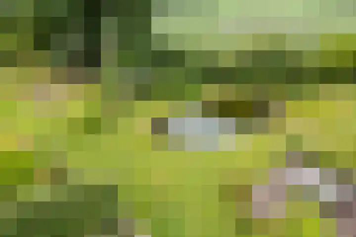 Blankersweg 3 Winterswijk Kotten thumbnail 63