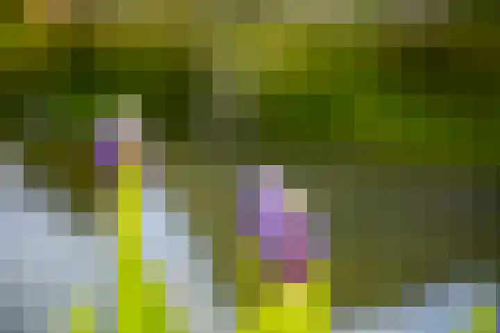 Blankersweg 3 Winterswijk Kotten thumbnail 65