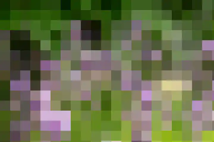 Blankersweg 3 Winterswijk Kotten thumbnail 68