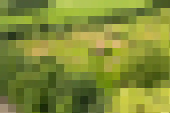 Blankersweg 3 Winterswijk Kotten thumbnail 81