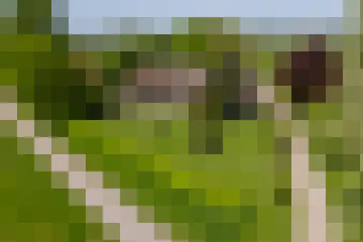 Blankertseweg 8 Meteren thumbnail 5