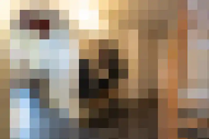 Blankertseweg 8 Meteren thumbnail 9