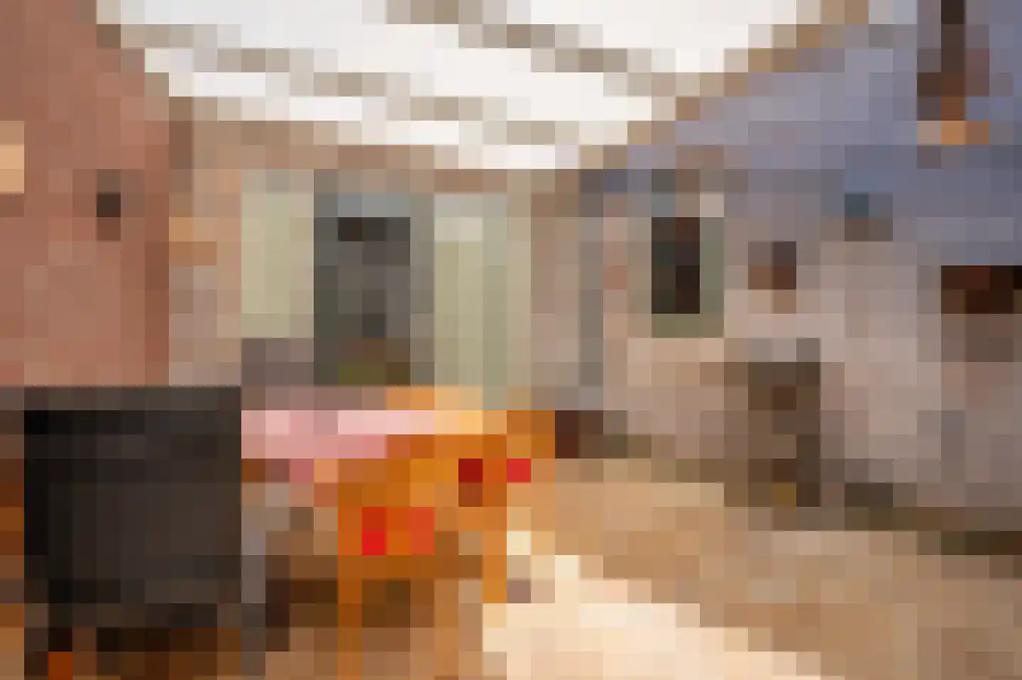 Blariacumstraat 12 Venlo thumbnail 13
