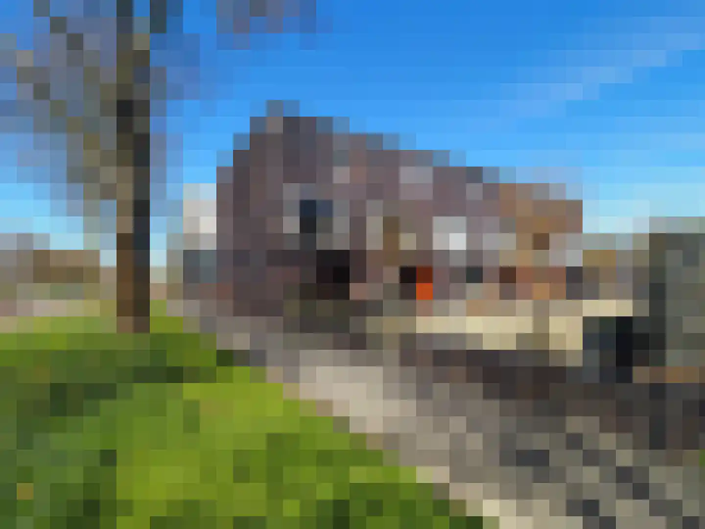 Blauw druifje 1 Papendrecht