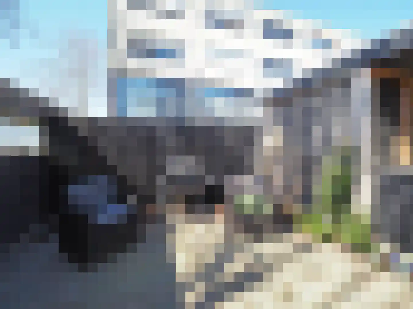Blauw druifje 1 Papendrecht thumbnail 16
