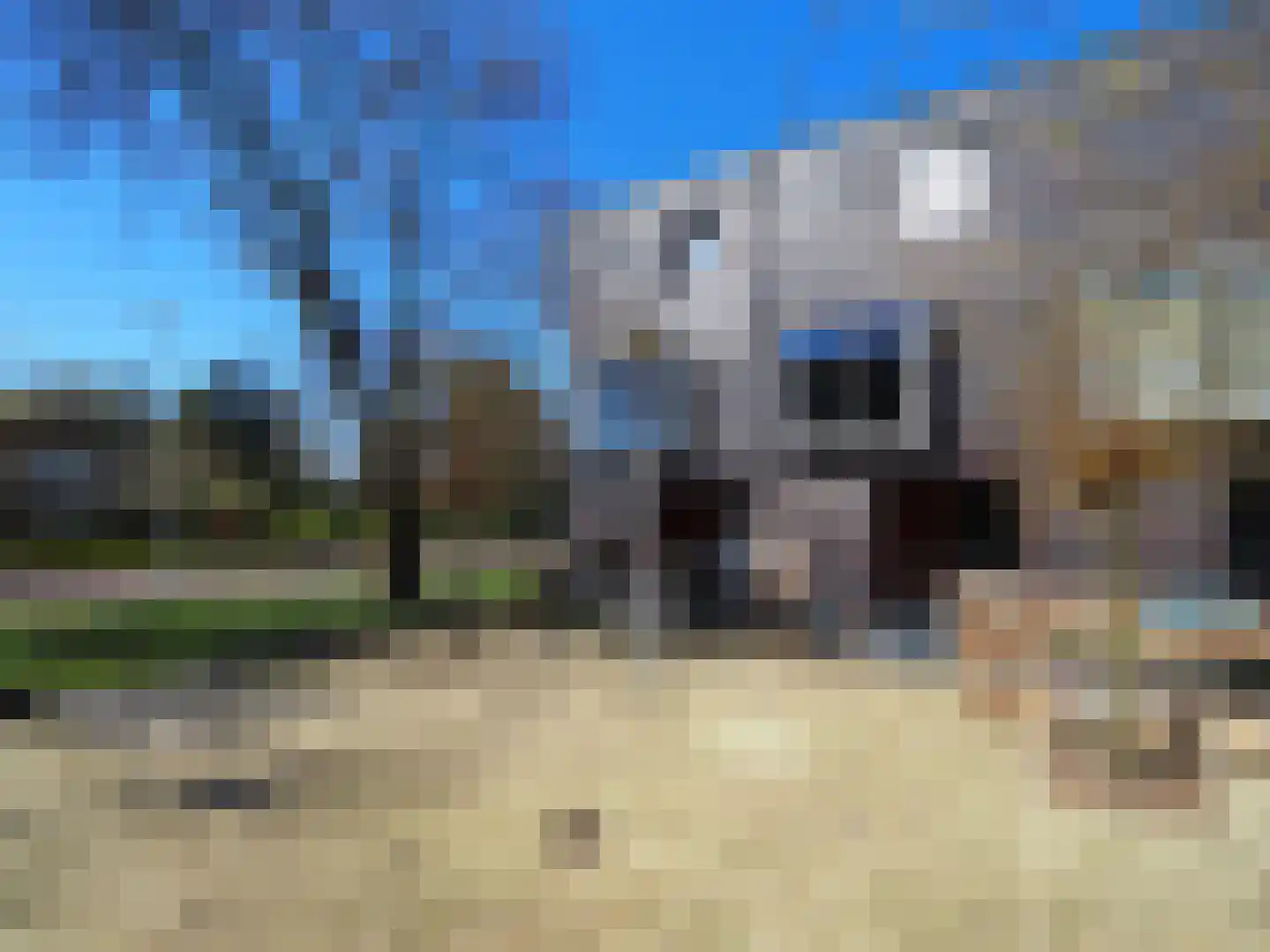 Blauw druifje 1 Papendrecht thumbnail 43