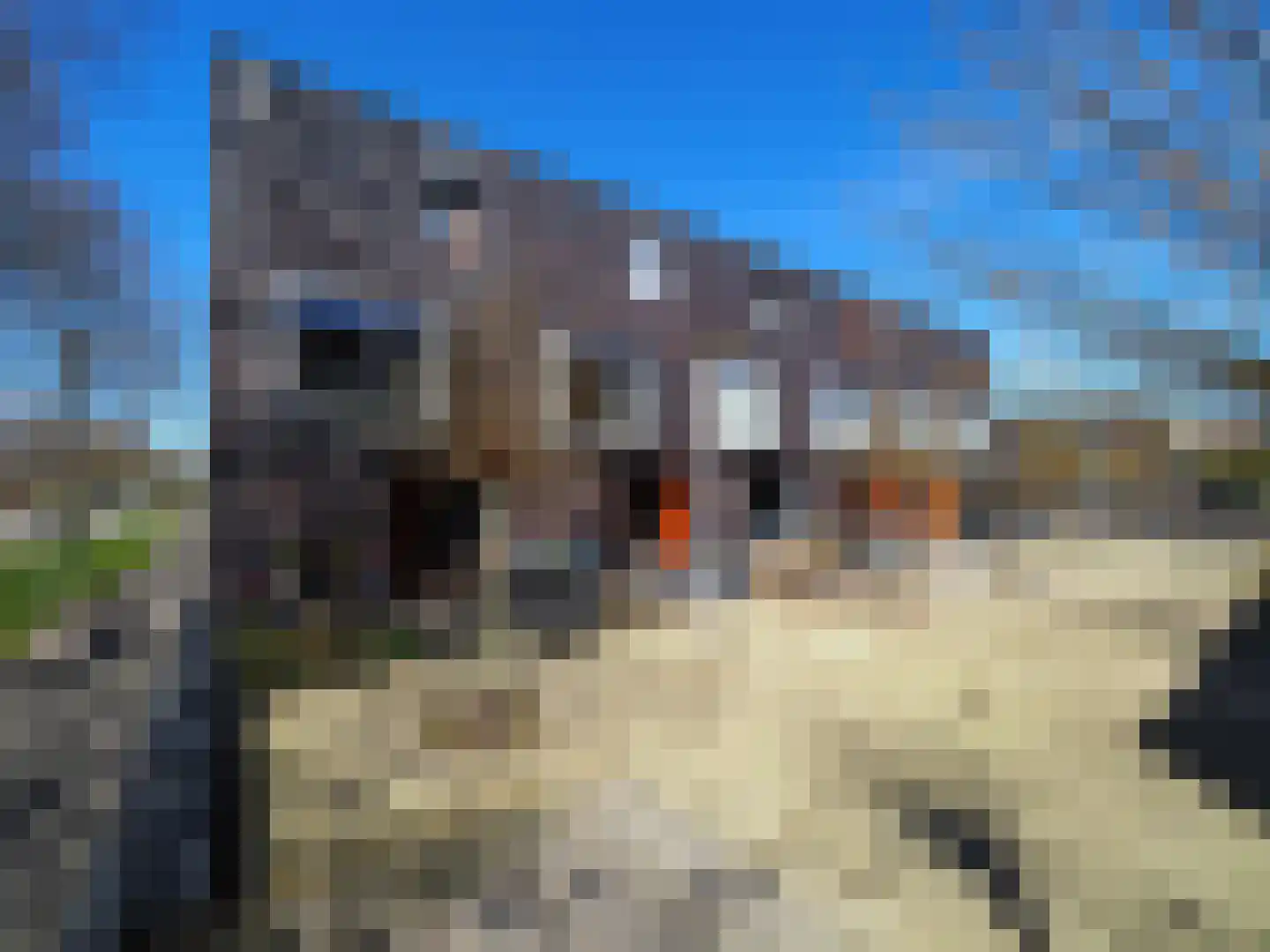 Blauw druifje 1 Papendrecht thumbnail 44