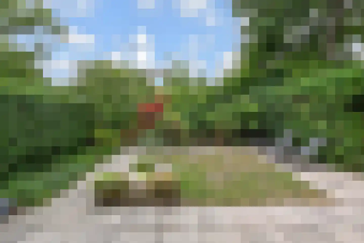 Blauw Glidkruid 35 Den Haag thumbnail 24