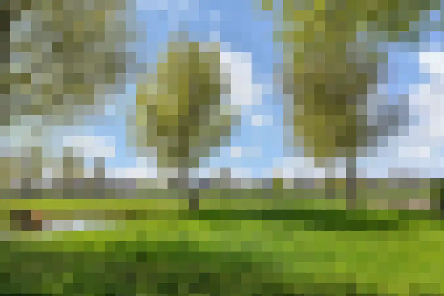 Blauw Glidkruid 35 Den Haag thumbnail 30
