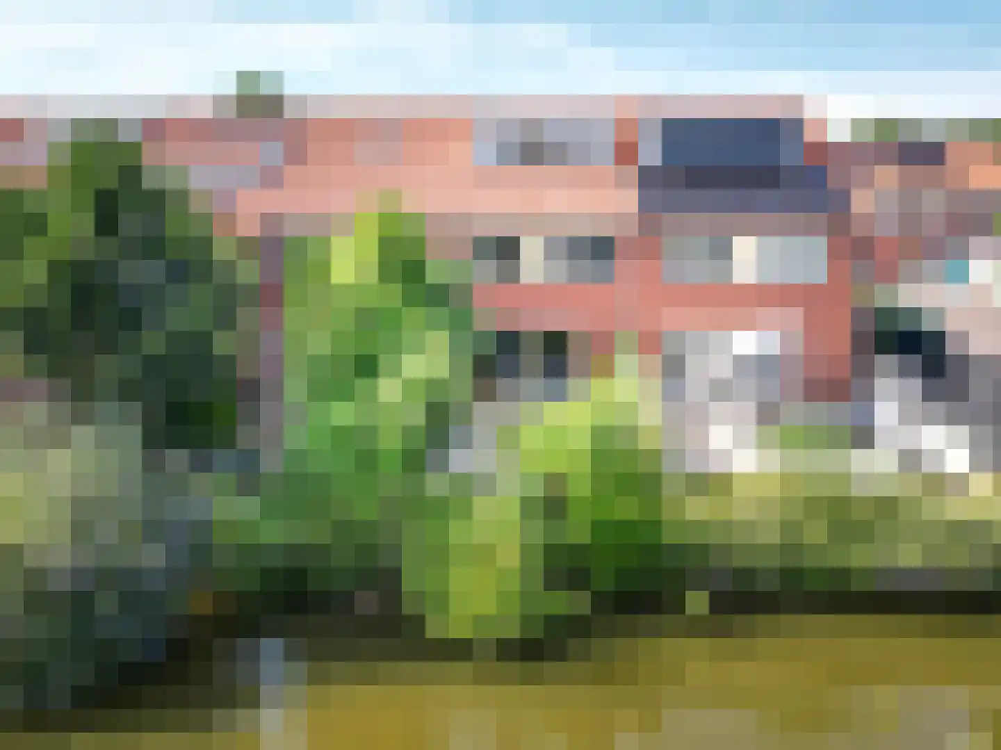 Blauw Glidkruid 42 Den Haag thumbnail 41