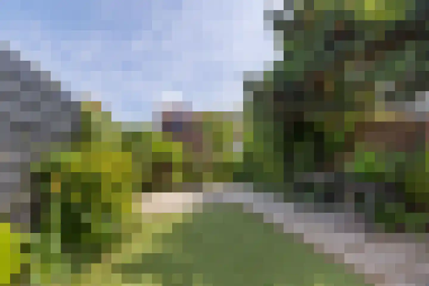 Blauw Glidkruid 42 Den Haag thumbnail 5