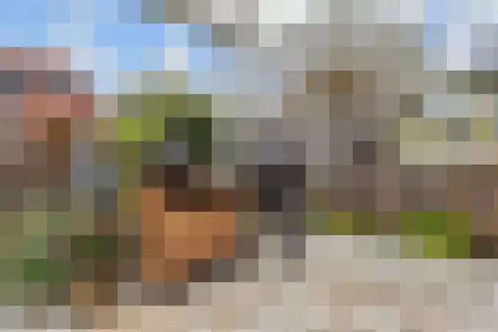 Blauw Glidkruid 54 Den Haag thumbnail 18