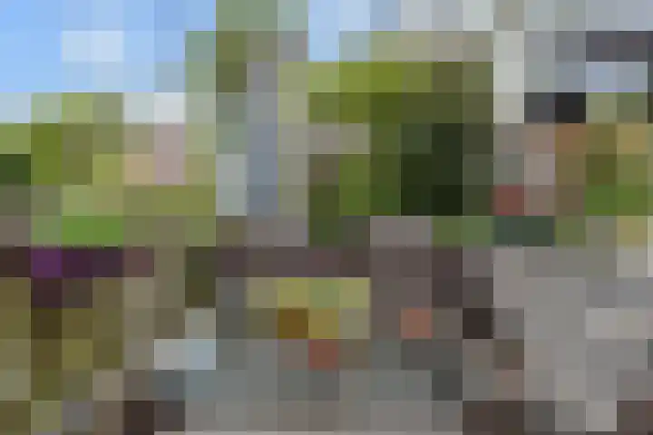 Blauw Glidkruid 54 Den Haag thumbnail 21