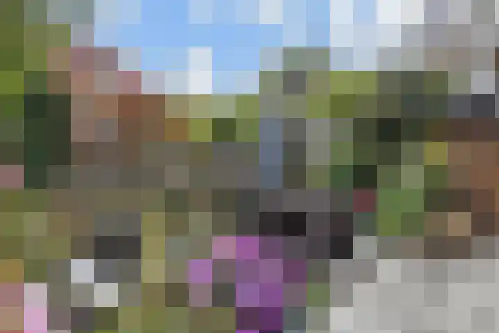 Blauw Glidkruid 54 Den Haag thumbnail 23