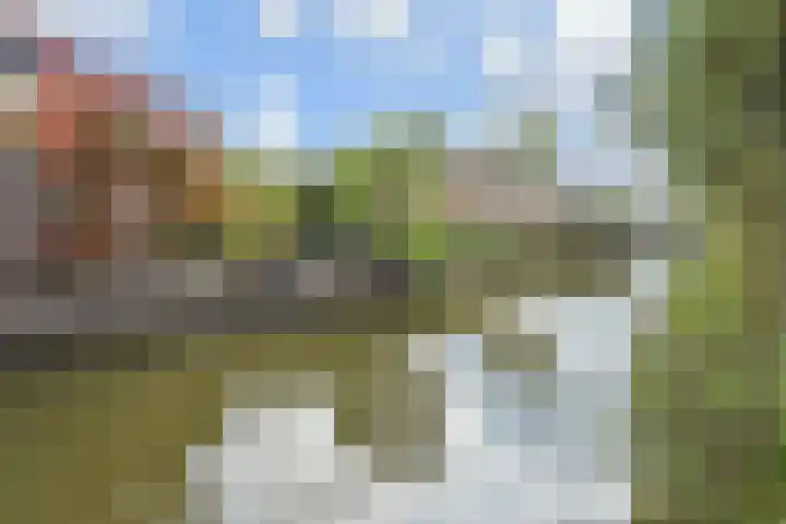 Blauw Glidkruid 54 Den Haag thumbnail 24