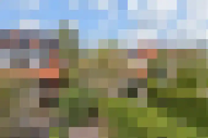 Blauw Glidkruid 54 Den Haag thumbnail 43