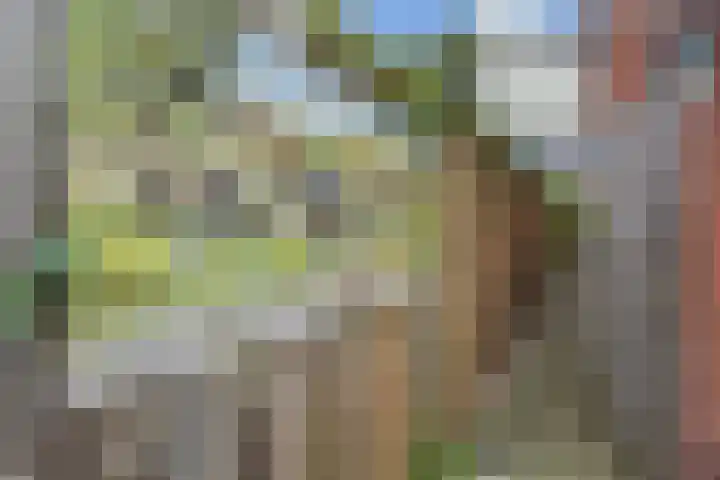 Blauw Glidkruid 54 Den Haag thumbnail 50