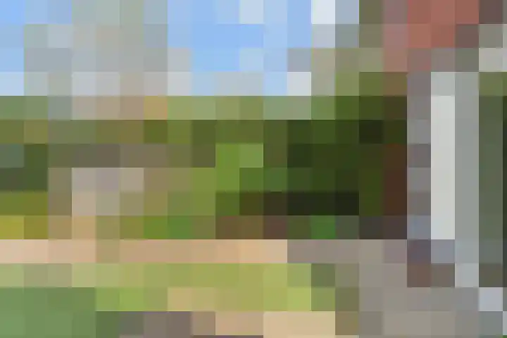 Blauw Glidkruid 54 Den Haag thumbnail 7
