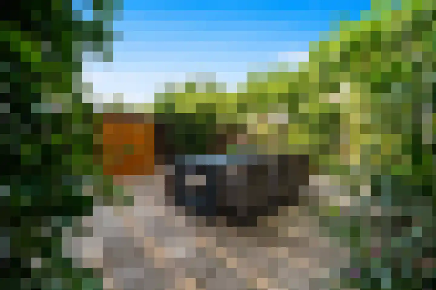 Blauw Glidkruid 63 Den Haag thumbnail 25