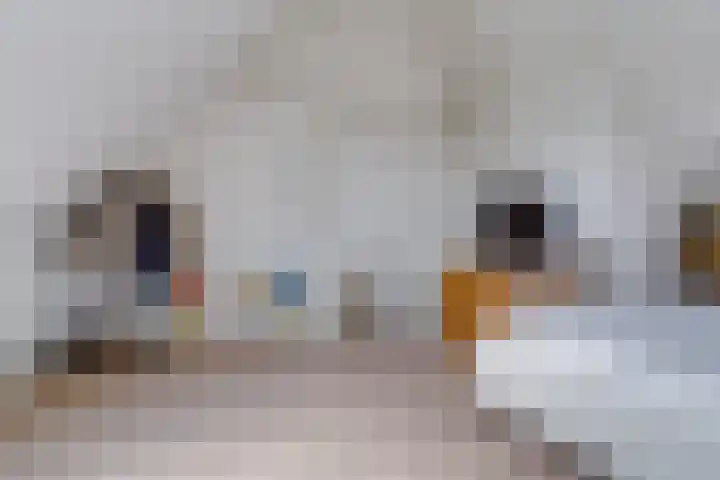Blauwband 68 Waddinxveen thumbnail 29