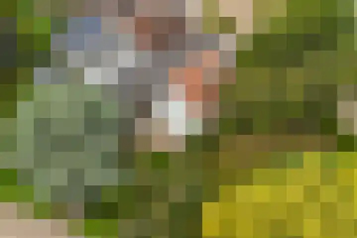 Blauwe Akelei 1 Wateringen thumbnail 4