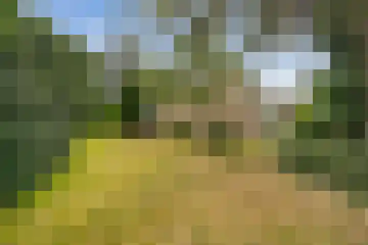 Blauwe Akelei 1 Wateringen thumbnail 44