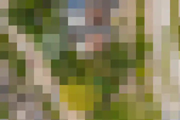 Blauwe Akelei 1 Wateringen thumbnail 52