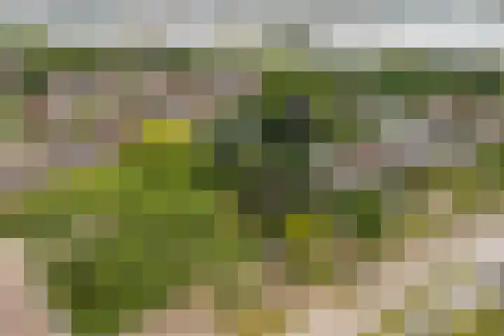 Blauwe Akelei 1 Wateringen thumbnail 55