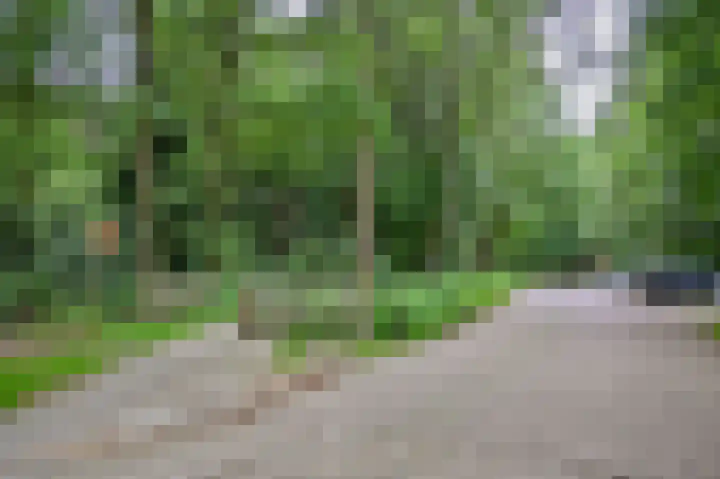 Blauwe Bos 2 Haule thumbnail 20