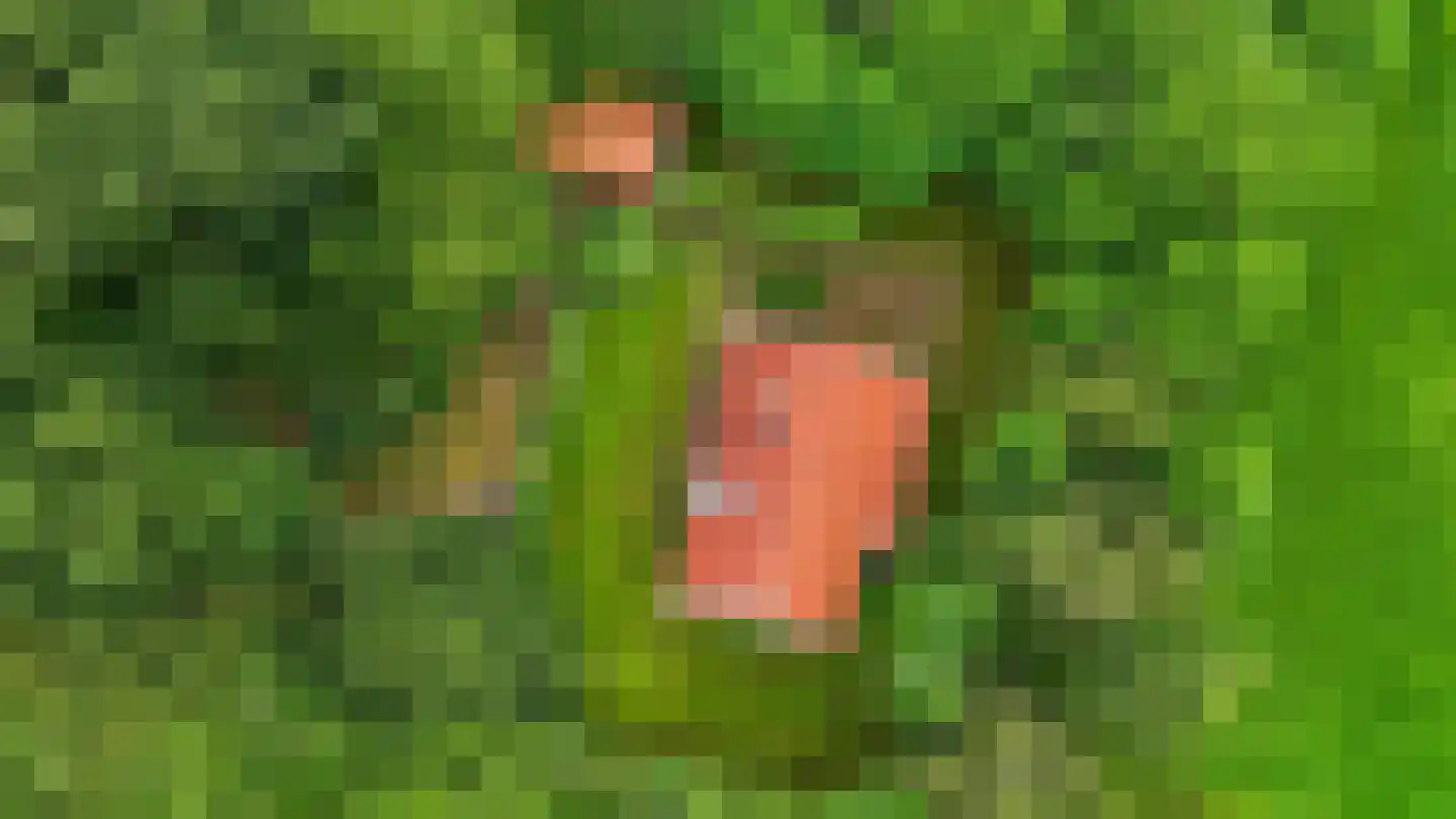 Blauwe Bos 2 Haule thumbnail 24