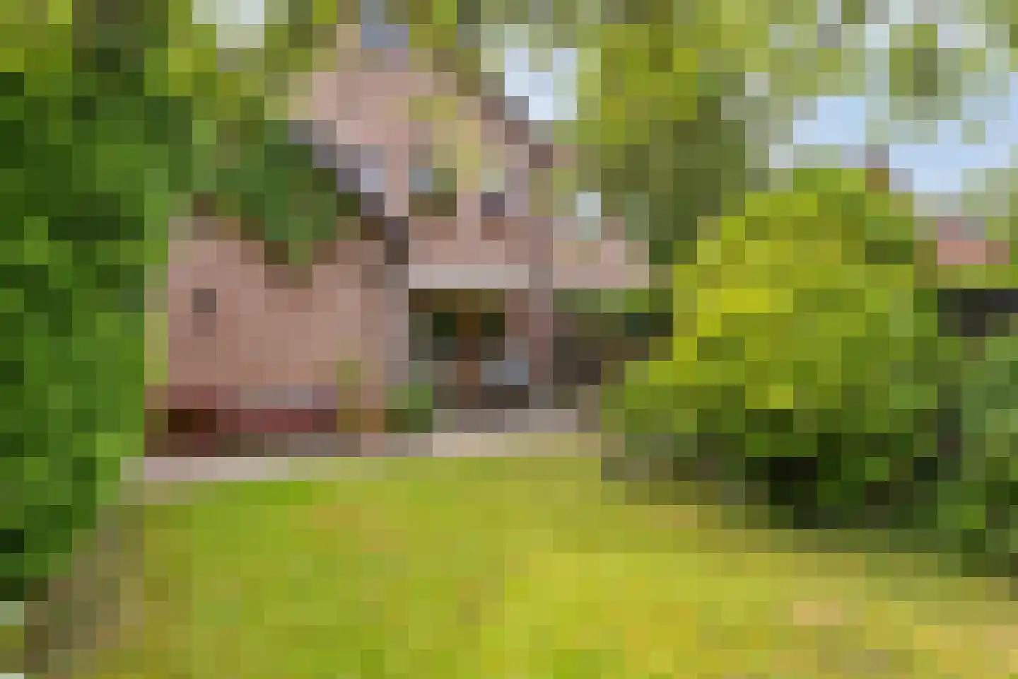 Blauwe Hof 4320 Wijchen thumbnail 42