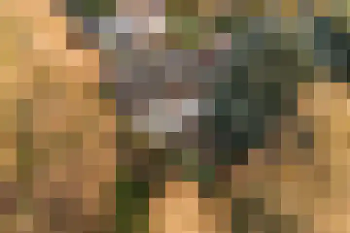 Blauwe Hof 7703 Wijchen thumbnail 35