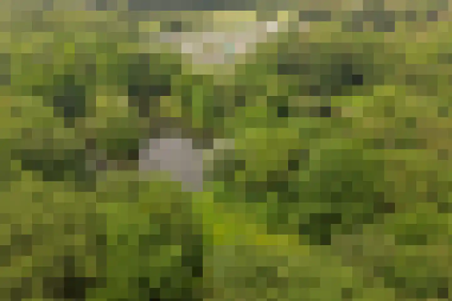 Blauwe Reiger 14 Rozenburg thumbnail 37