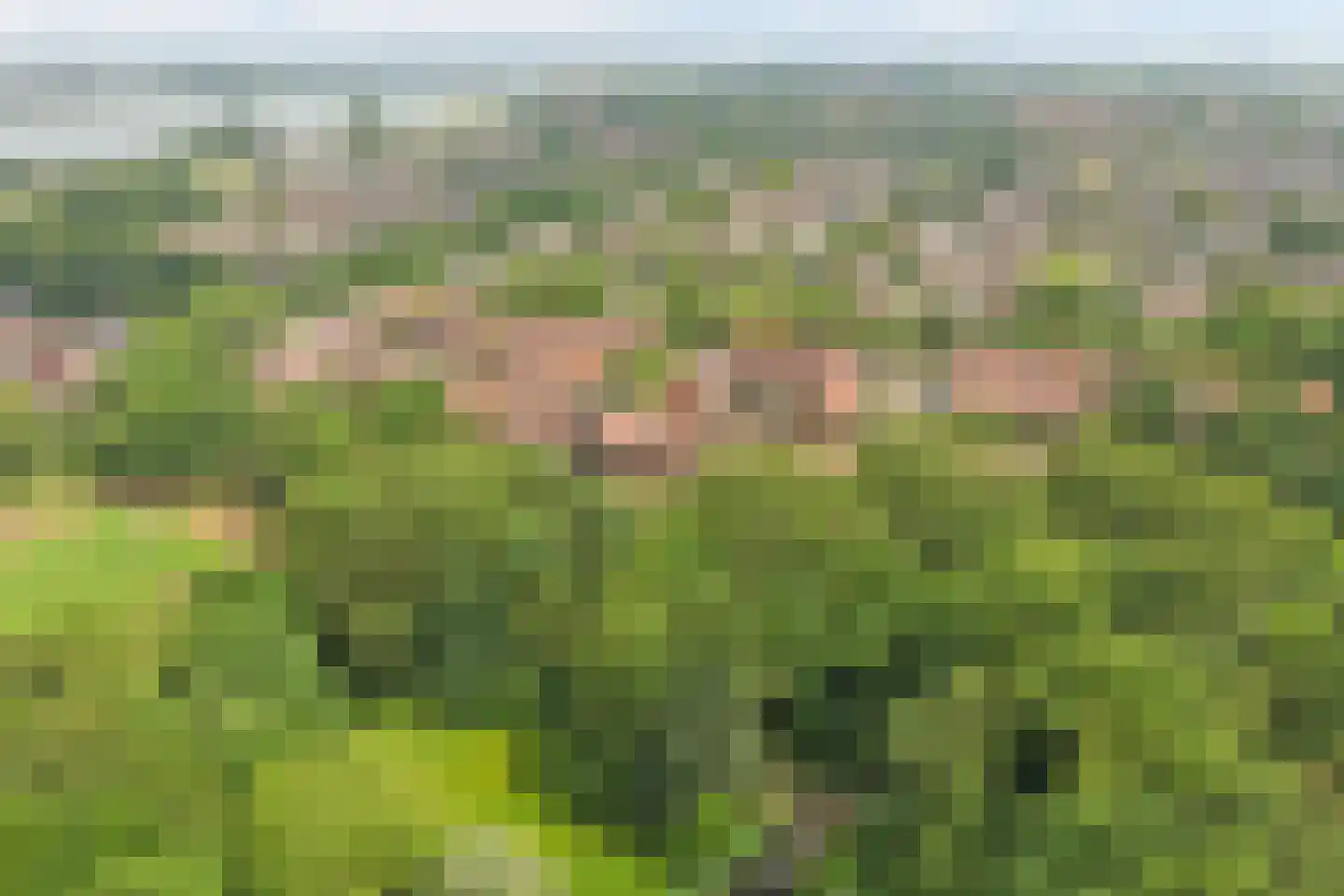 Blauwe Reiger 14 Rozenburg thumbnail 5