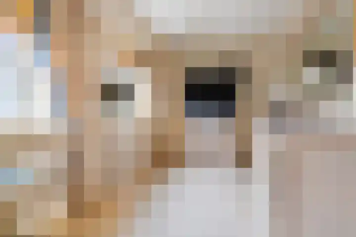 Blauwe Reiger 6 Etten-Leur thumbnail 11