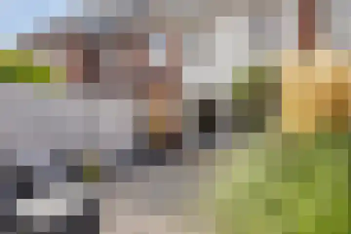 Blauwe Schuit 8 Bergen op Zoom thumbnail 6