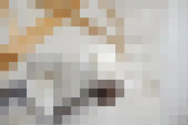 Blauwe Sluis 16 Appeltern thumbnail 38
