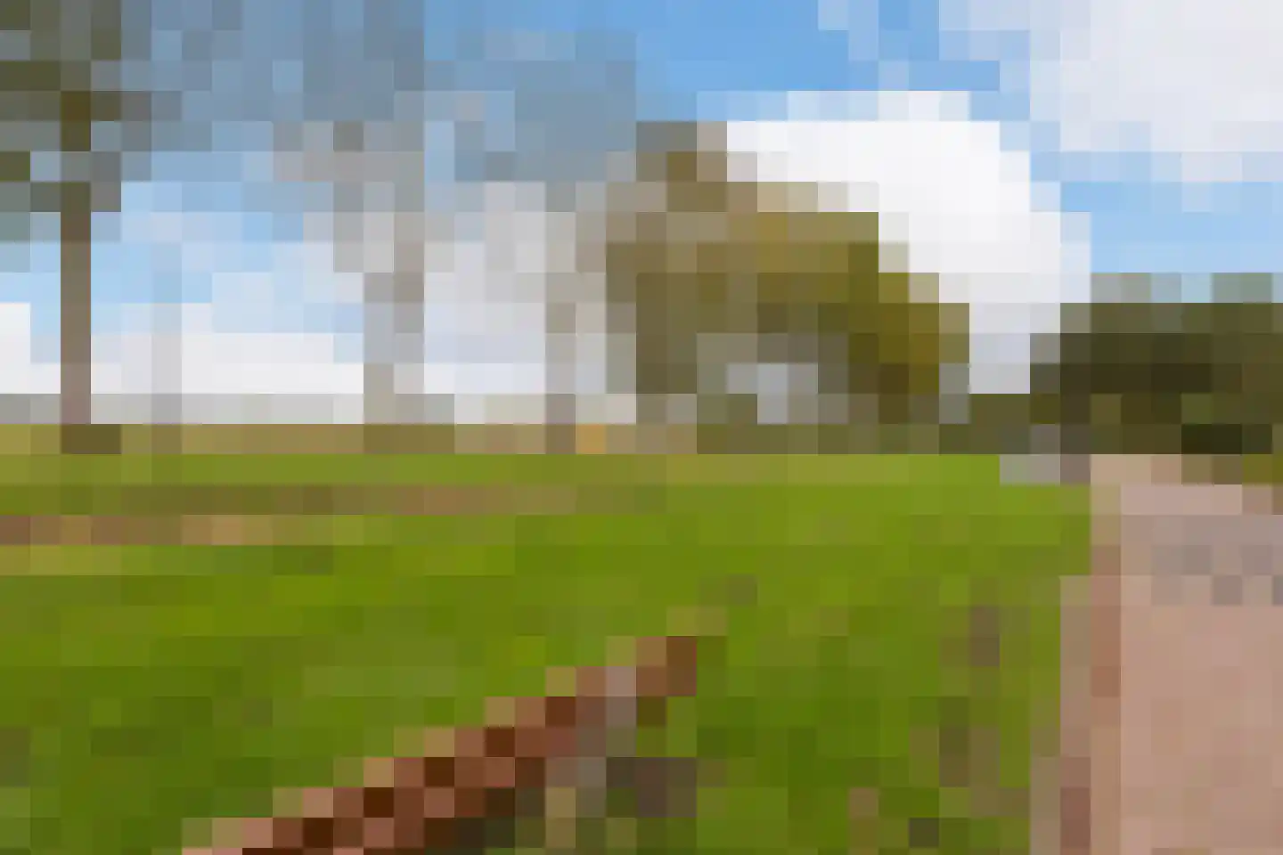 Blauwe Zegge 56 Wilnis thumbnail 27
