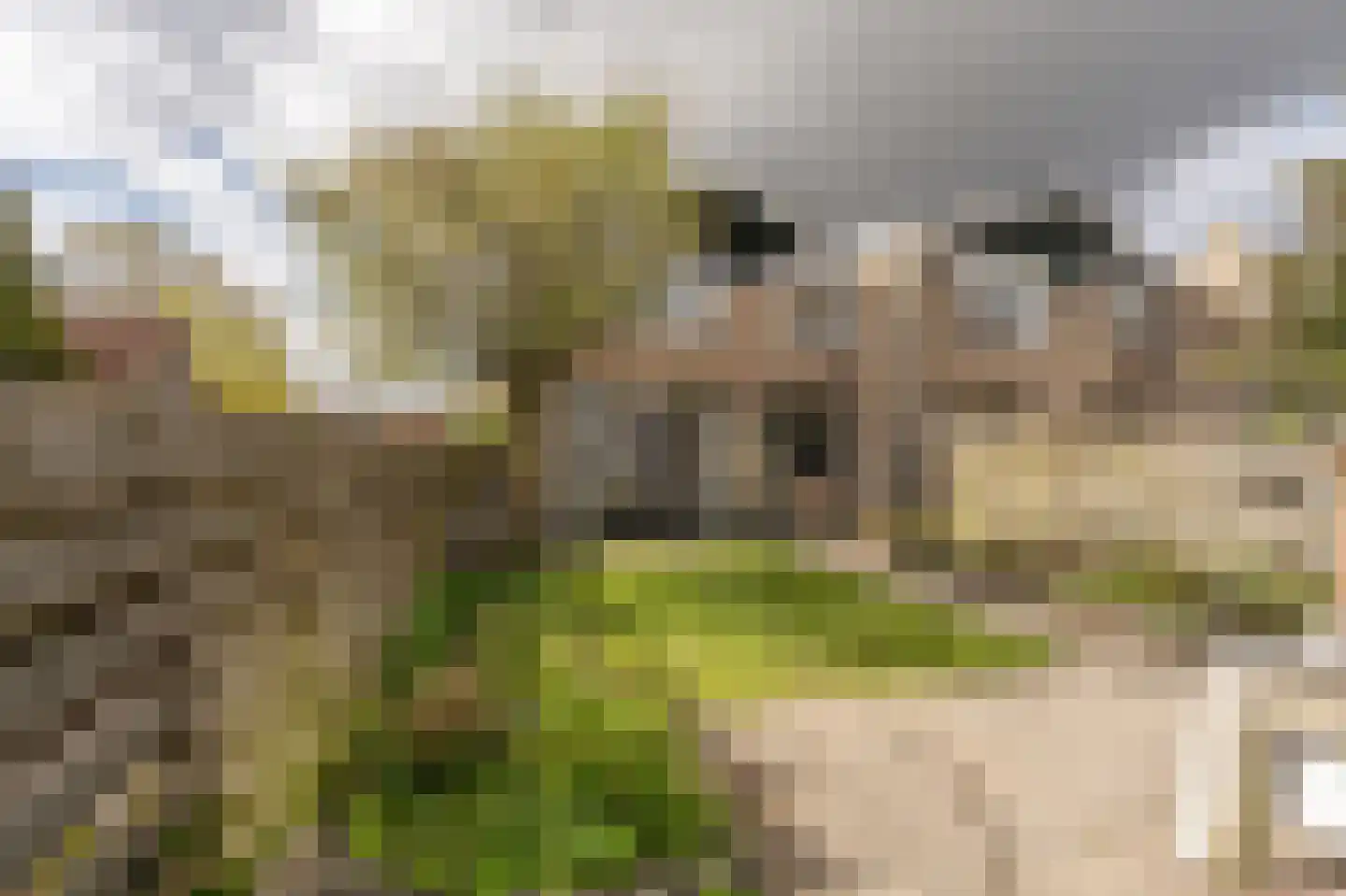 Blauwesteenweg 2 Mijnsheerenland thumbnail 33