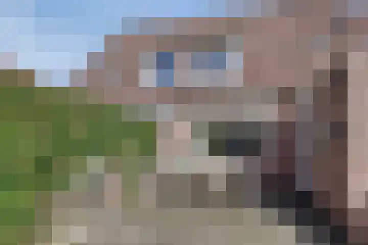 Blauwgras 105 Borne thumbnail 33