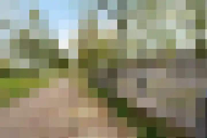 Blauwgras 28 Houten thumbnail 29