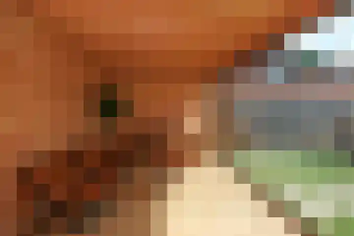 Blauwgras 64 Borne thumbnail 41