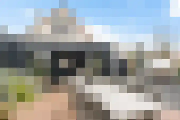 Blauwgras 84 Borne thumbnail 38
