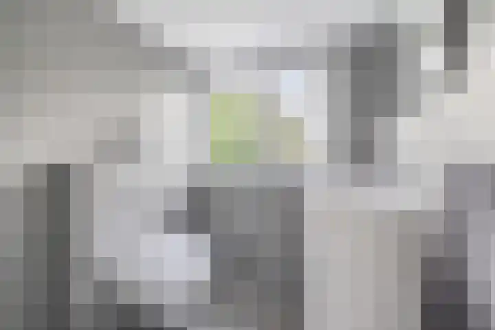 Blauwgras 87 Rotterdam thumbnail 30